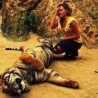 meeting a tiger