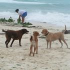 Meeting am Strand von Malapascua