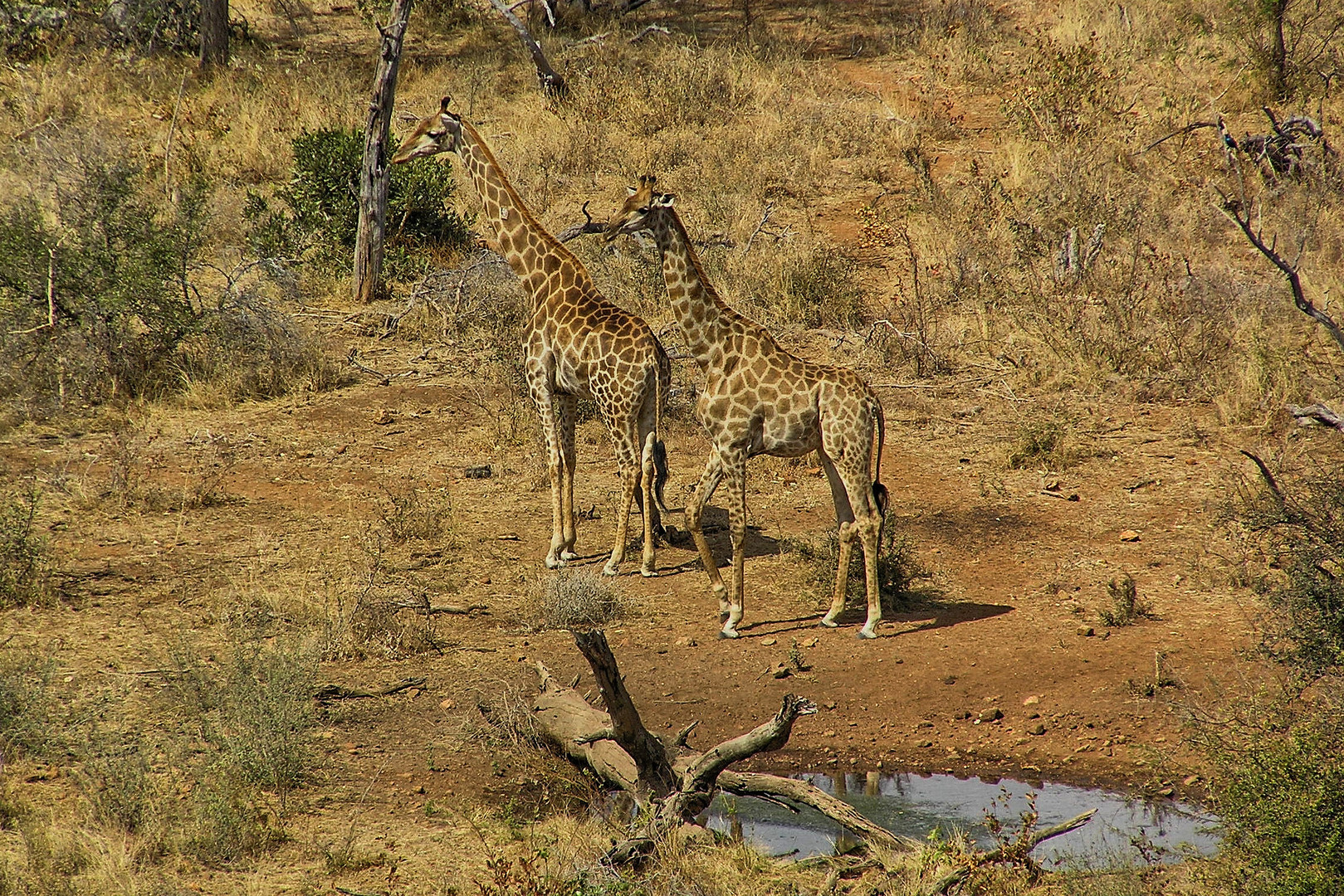 Meeting at the water hole