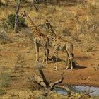 Meeting at the water hole