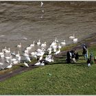 Meeting auf der Neckarwiese