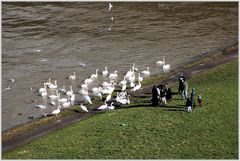 Meeting auf der Neckarwiese