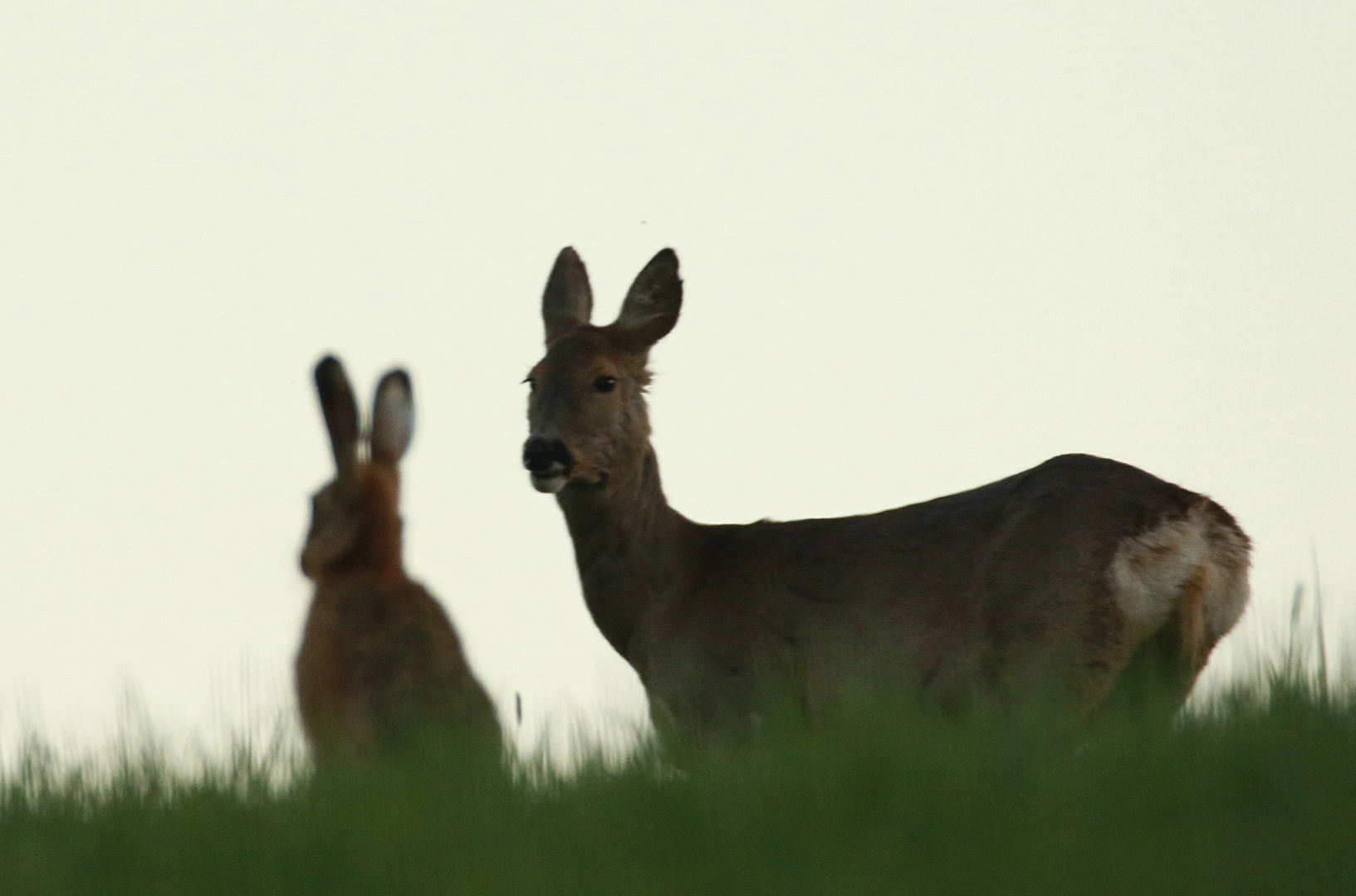 Meeting auf der Wiese