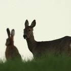 Meeting auf der Wiese