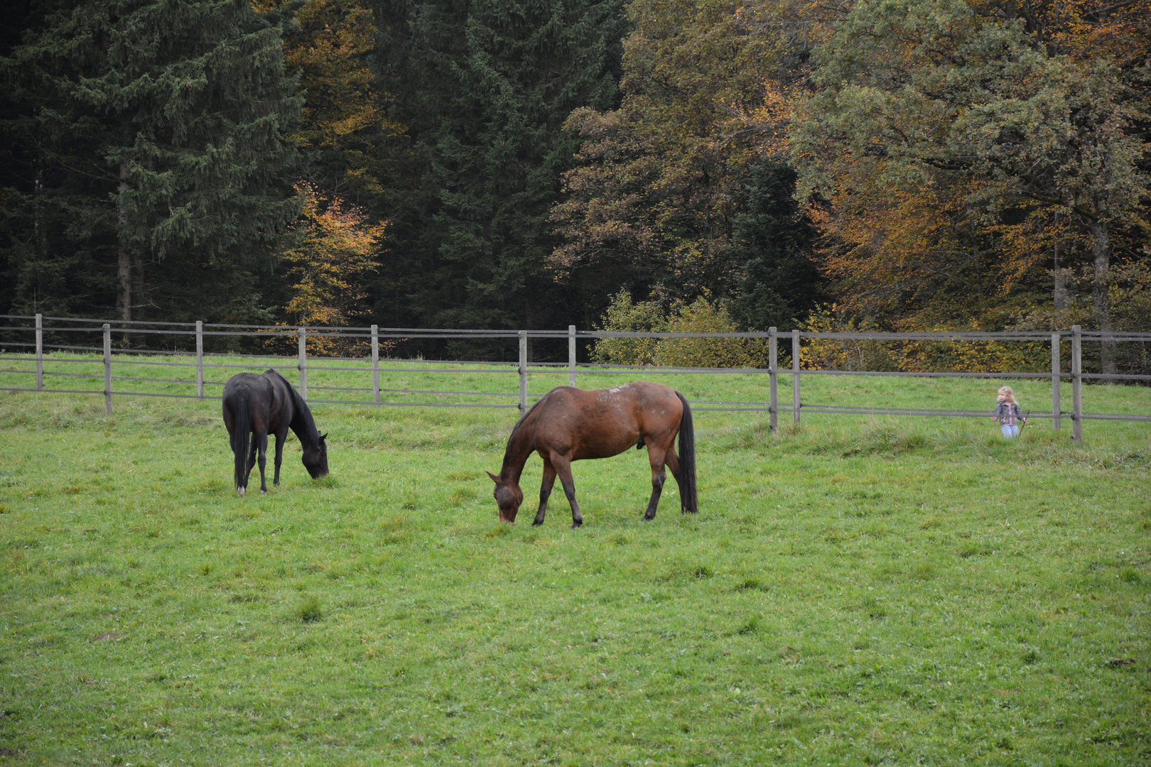 Meeting between the child and the horses.