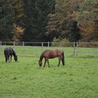 Meeting between the child and the horses.