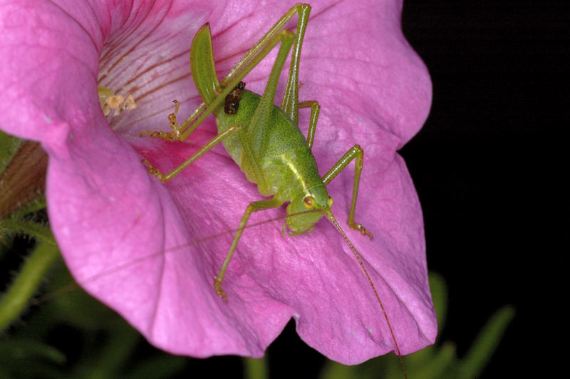 meeting in my garden