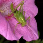 meeting in my garden