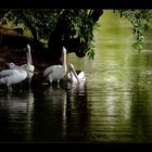 Meeting of the pelicans