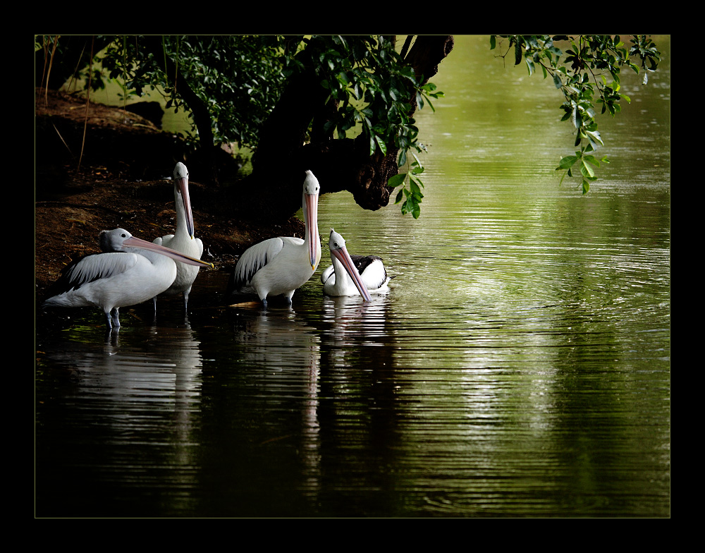 Meeting of the pelicans