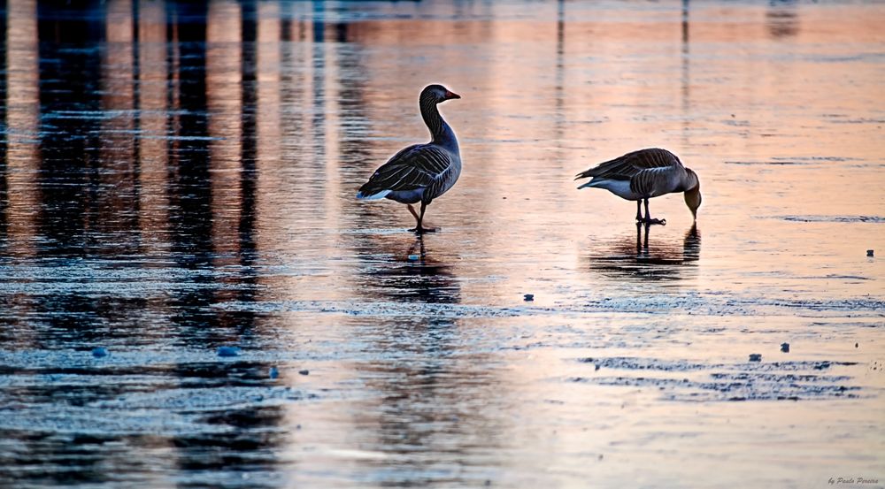 meeting on ice