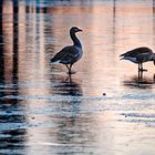 meeting on ice