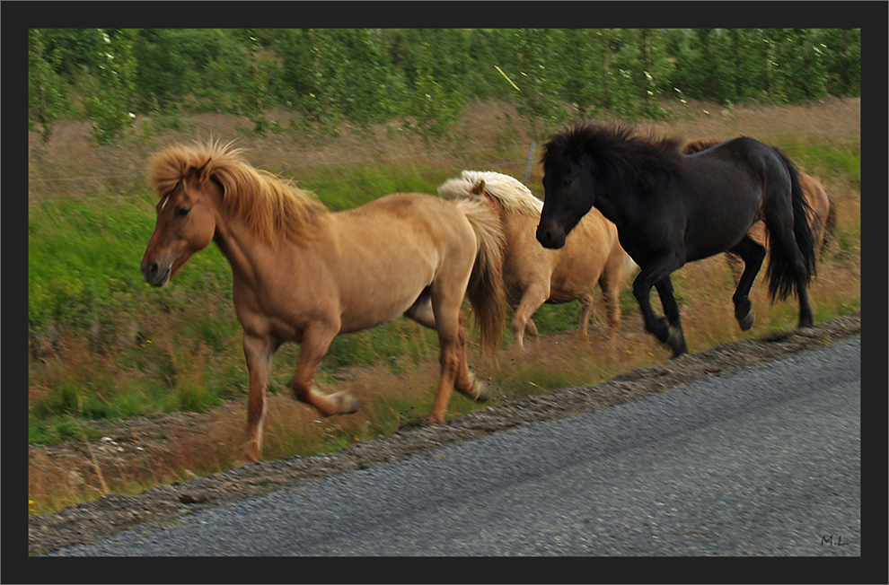 Meeting on our road in Iceland