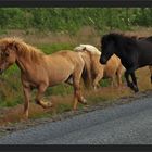 Meeting on our road in Iceland