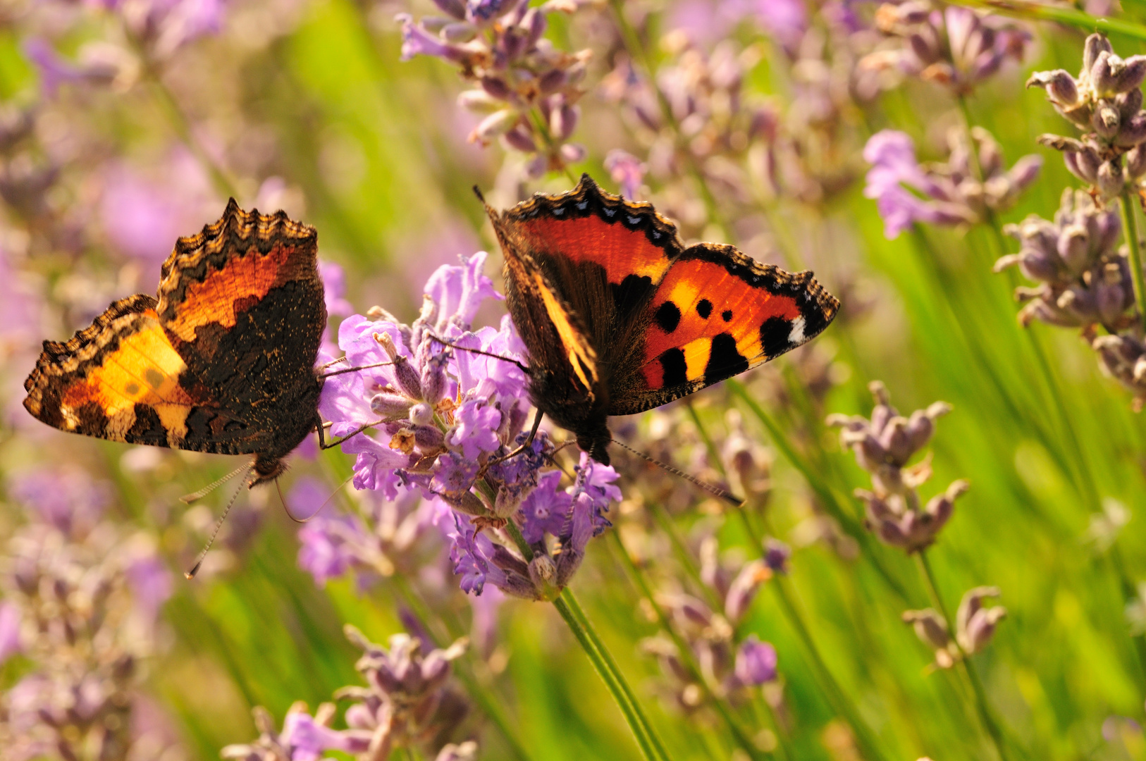 meeting point lavender