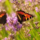 meeting point lavender