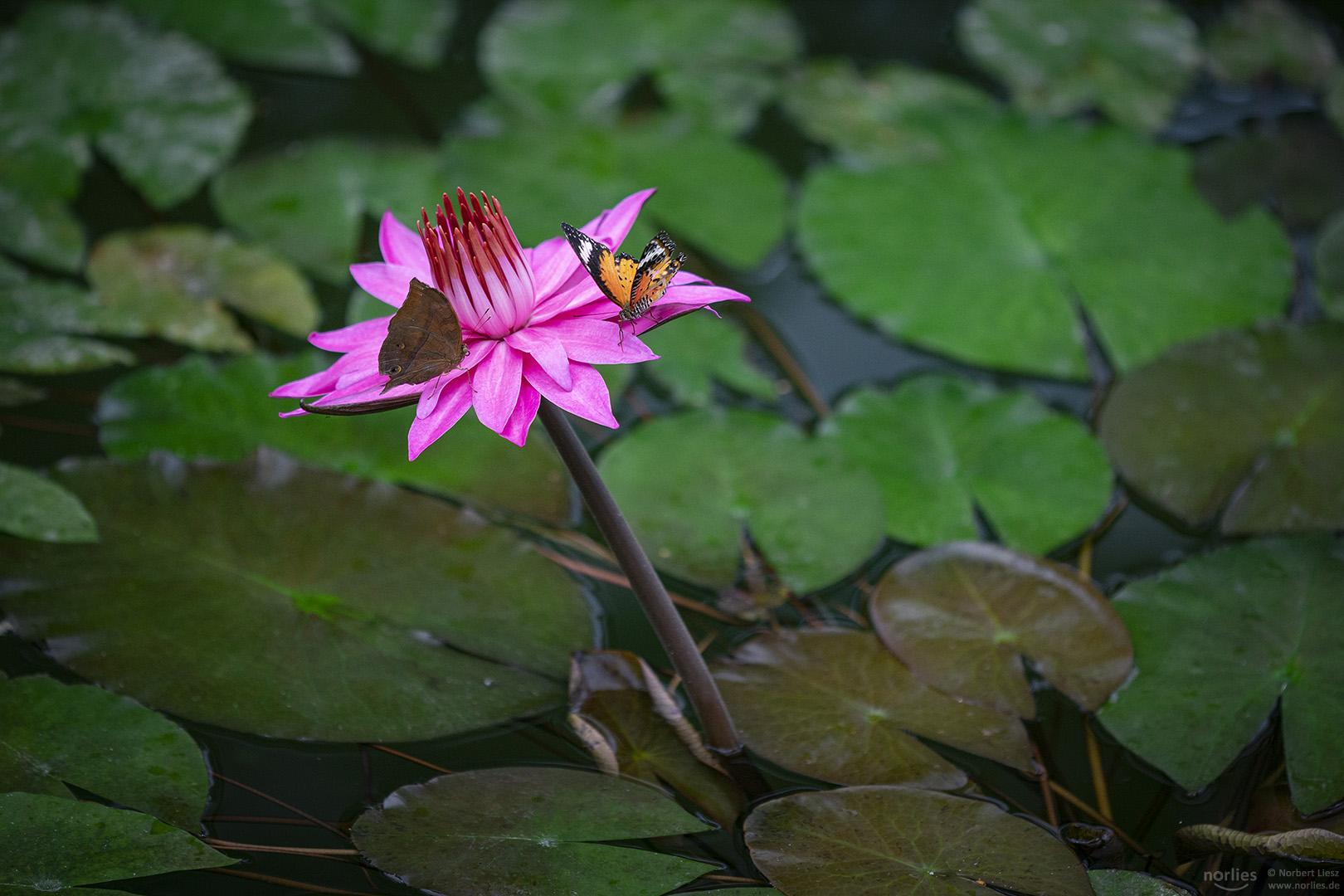 meeting point water lily