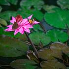 meeting point water lily