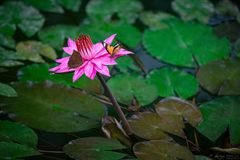 meeting point water lily