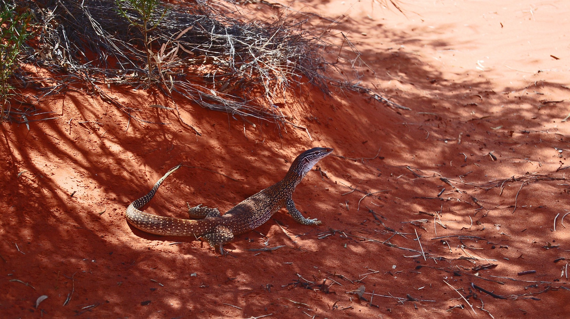 Meeting Reptiles in Red Center Area