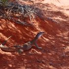 Meeting Reptiles in Red Center Area