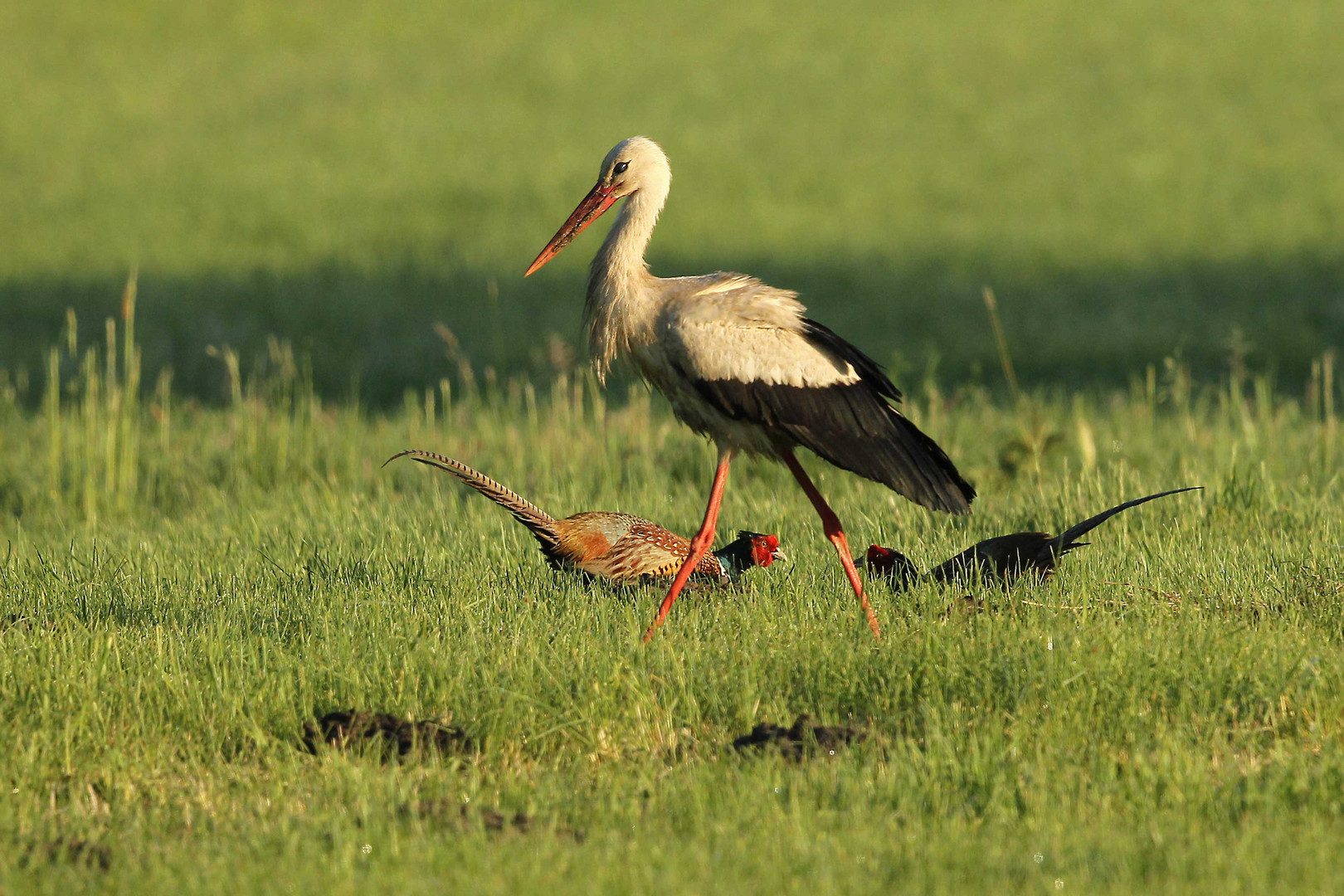 Meeting - Storch + Fasane