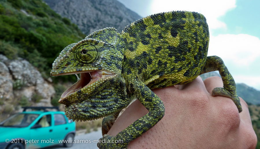 Meeting the Chameleon / Samos, Greece, 2011