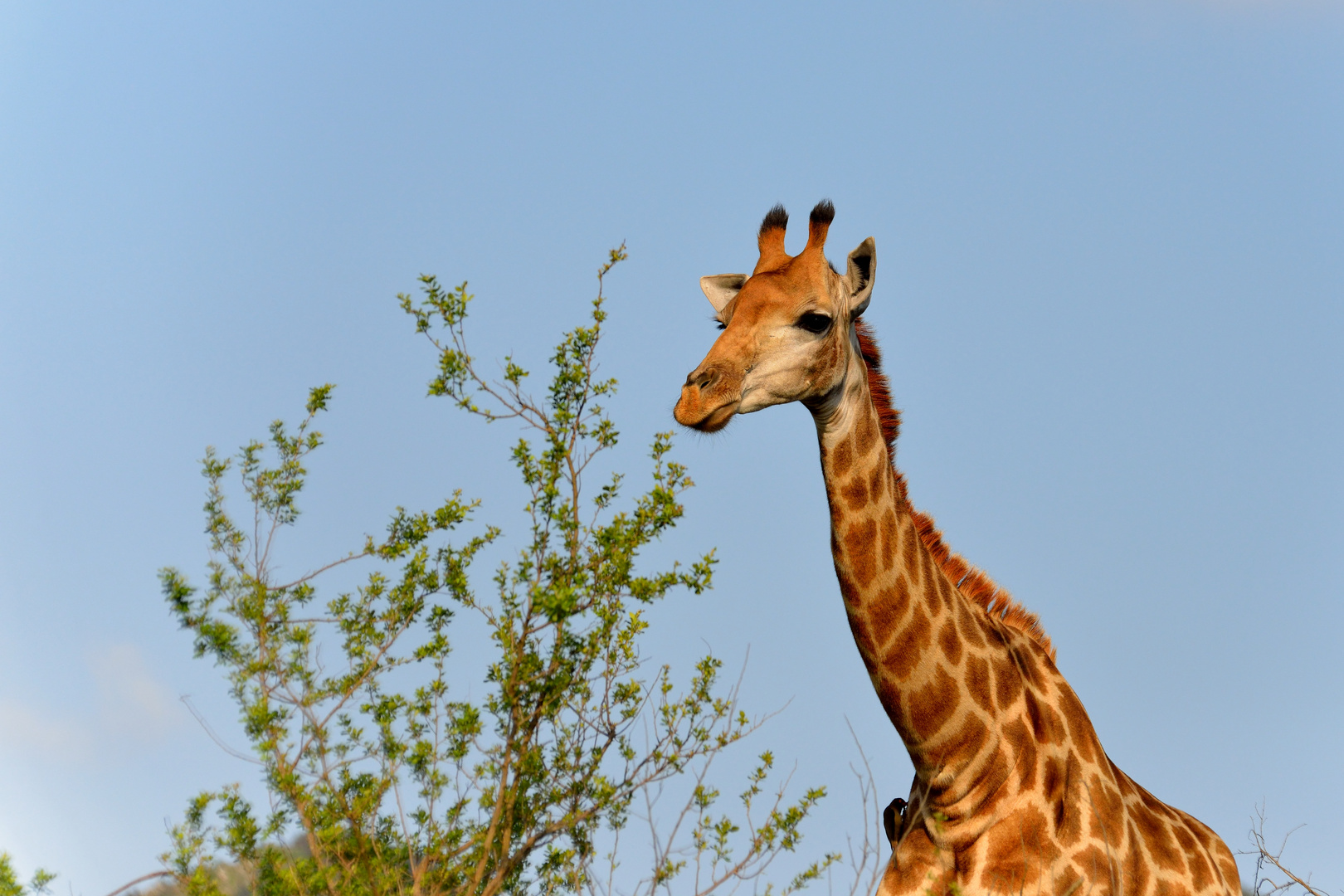 Meeting the giraffe