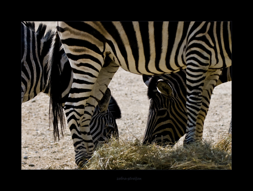 meeting unterm zebrastreifen