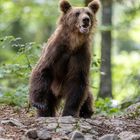 Meeting with big Slovenian male bear