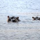 Meeting with Hippos