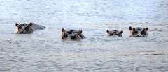 Meeting with Hippos