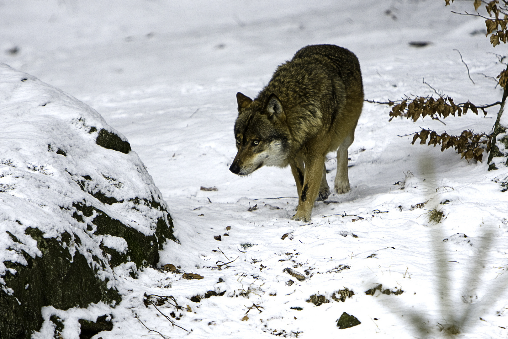  Méfier vous du loup qui dort 