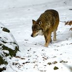  Méfier vous du loup qui dort 