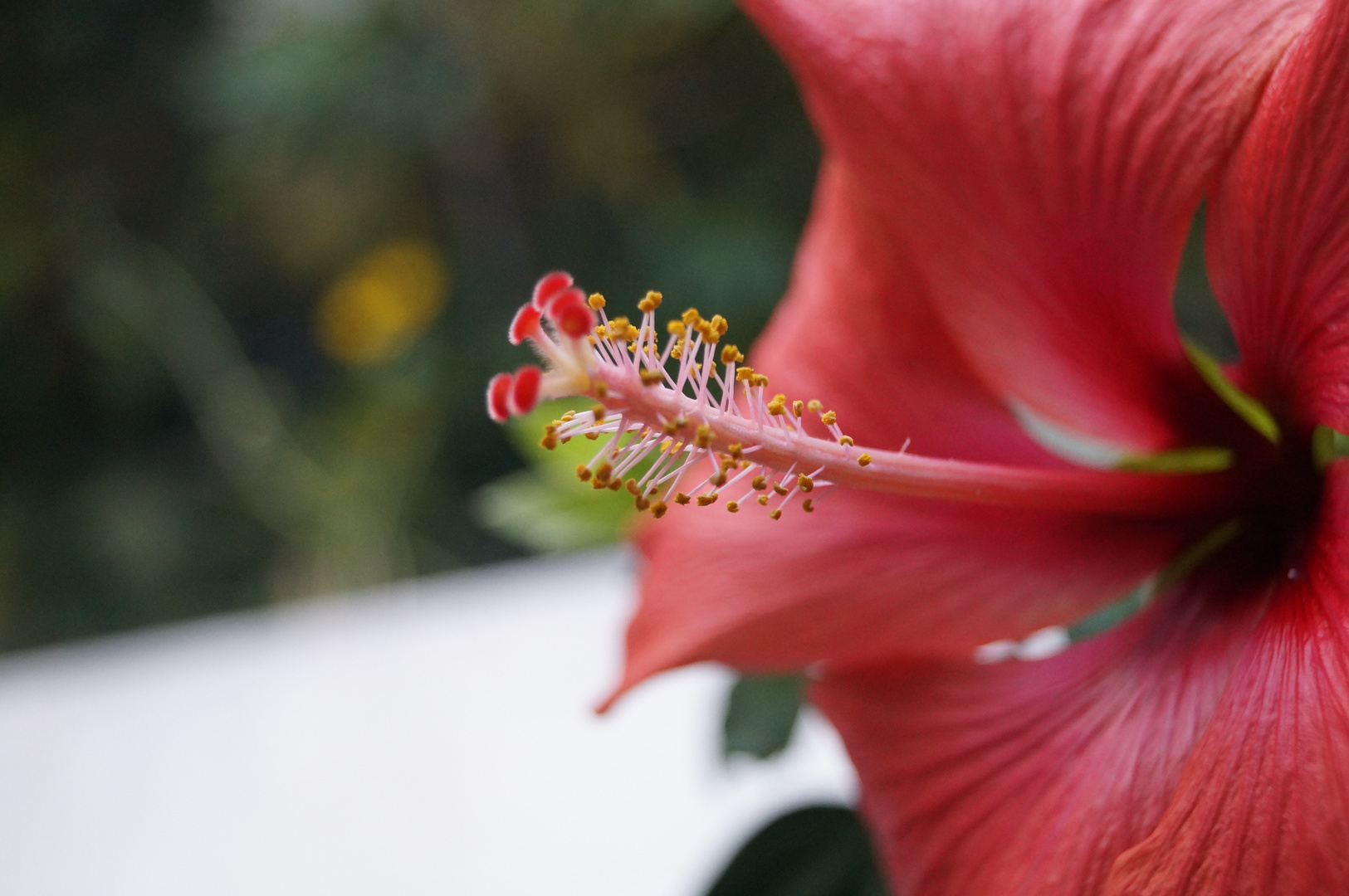 Mega Blume (Chinesischer Roseneibisch)