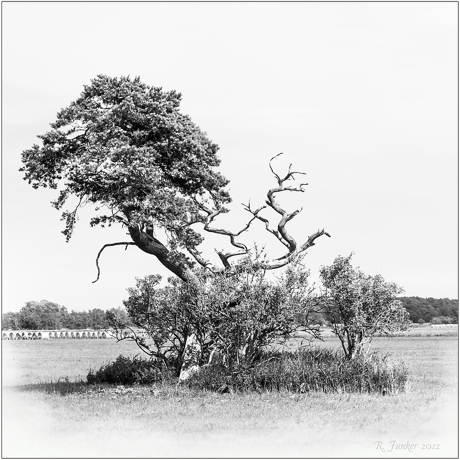 Mega-Bonsai