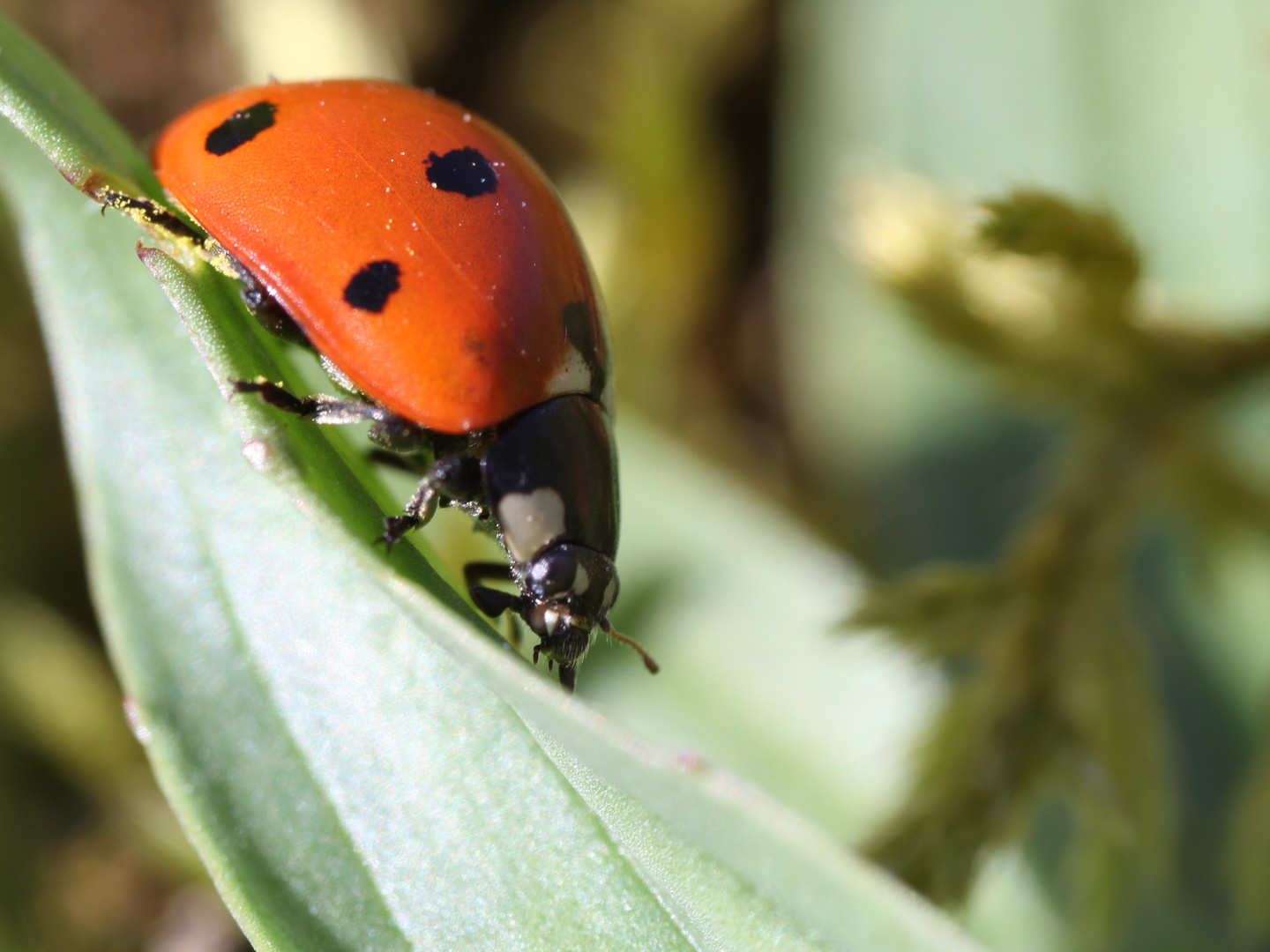 Mega coccinelle