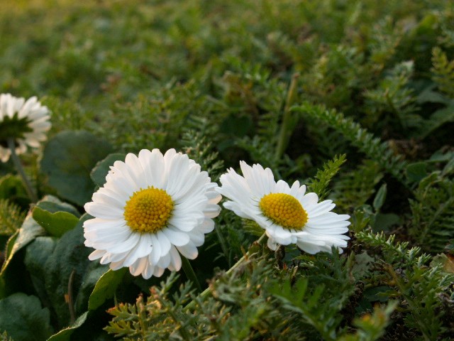 Mega GäNsEbLüMcHeN