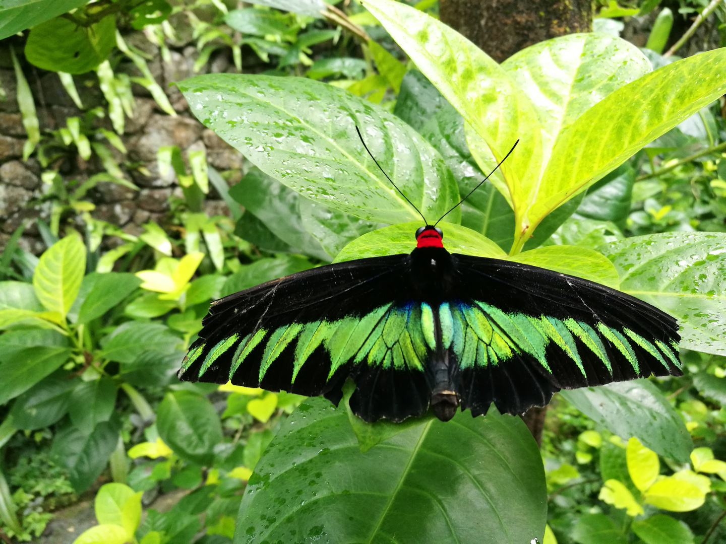 Mega Schmetterling