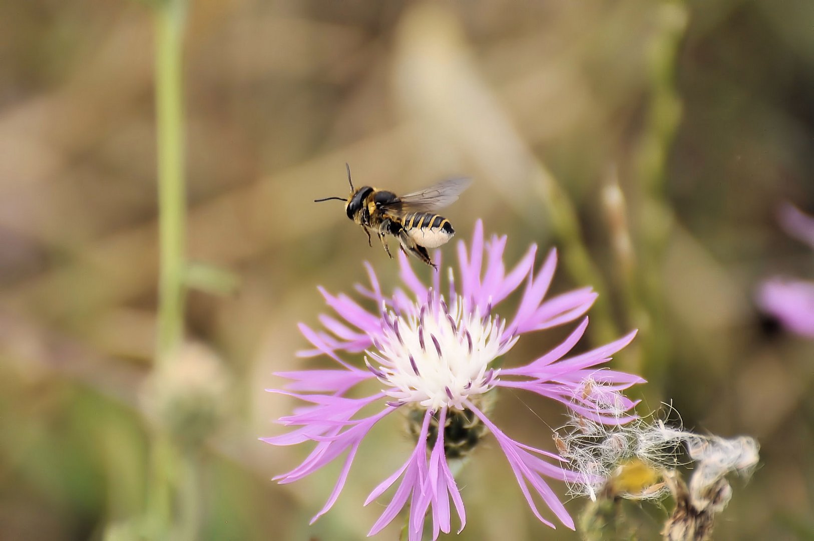 Megachila centuncularis