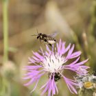 Megachila centuncularis