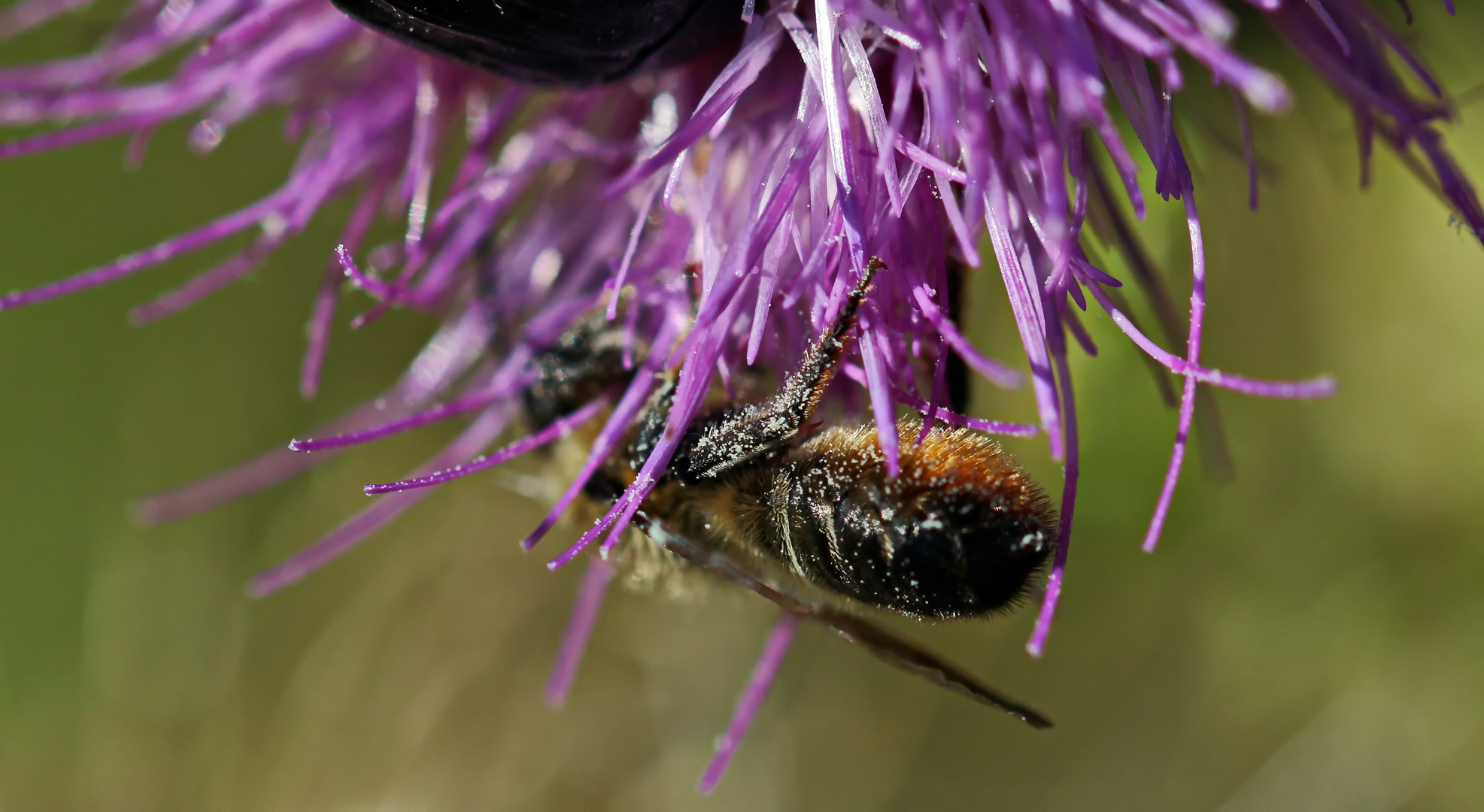 Megachile centuncularis