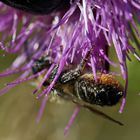 Megachile centuncularis