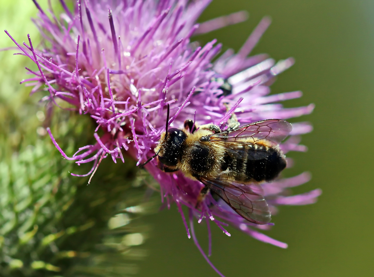 Megachile centuncularis Nr.1