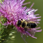 Megachile centuncularis Nr.1