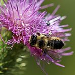 Megachile centuncularis Nr.1