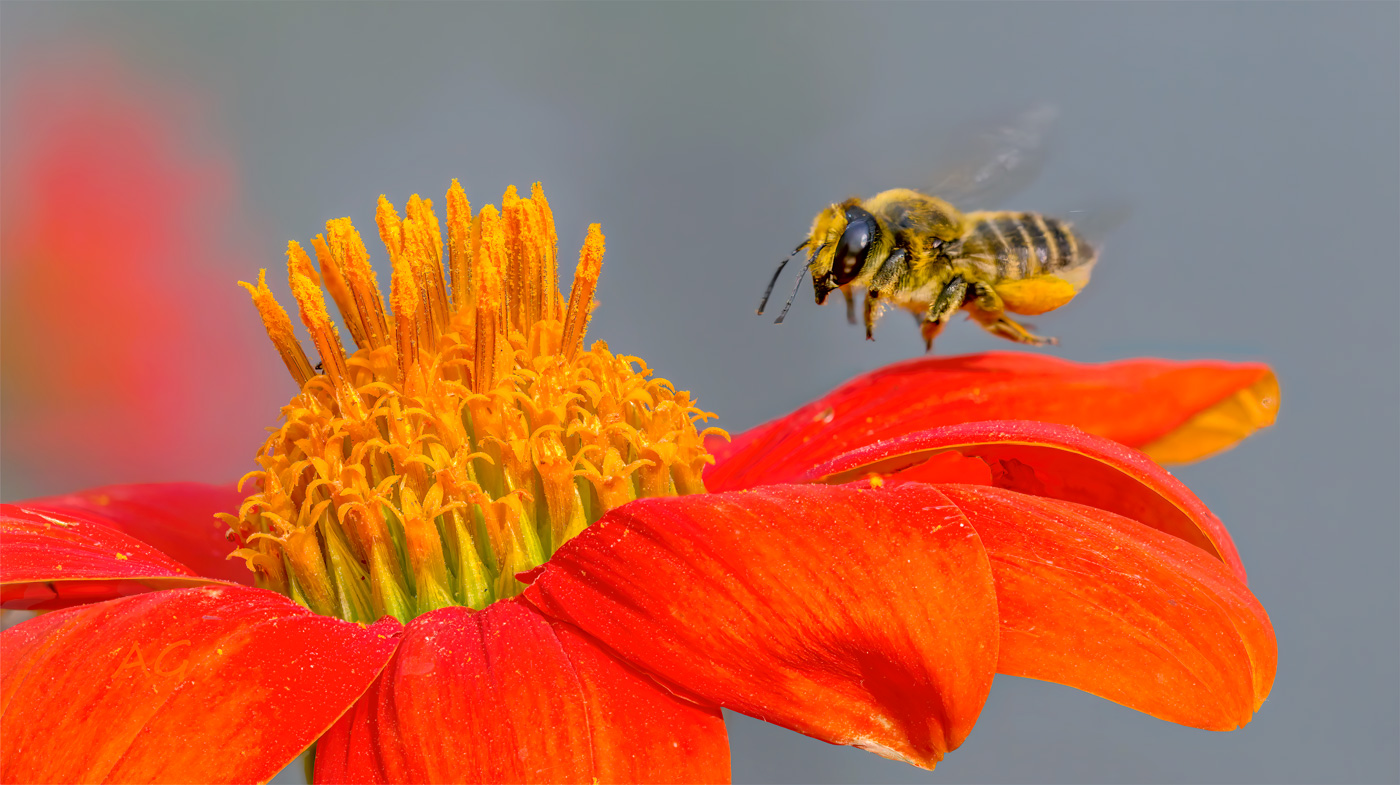 Megachile lagopoda & Tithonia rotundifolia