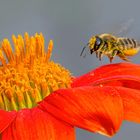 Megachile lagopoda & Tithonia rotundifolia