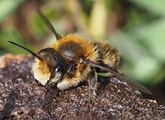 Megachile willughbiella m