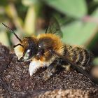 Megachile willughbiella m lateral